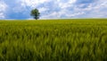 Rural landscape with lonely tree in the middle of a green agricultural field on a sunny day Royalty Free Stock Photo