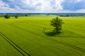 Rural landscape with lonely tree in the middle of a green agricultural field on a sunny day Royalty Free Stock Photo