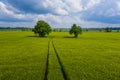 Rural landscape with lonely trees in the middle of a green agricultural field on a sunny day Royalty Free Stock Photo