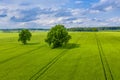 Rural landscape with lonely trees in the middle of a green agricultural field on a sunny day Royalty Free Stock Photo