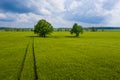 Rural landscape with lonely trees in the middle of a green agricultural field on a sunny day Royalty Free Stock Photo