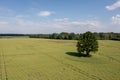 rural landscape with lonely trees in the middle of a green agricultural field on a sunny day Royalty Free Stock Photo