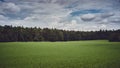 Rural landscape. meadow under spruce forest