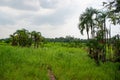 rural landscape nature with palm trees. photo of rural landscape look scenery.