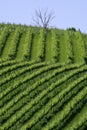 Rural landscape near Guiglia, Emilia-Romagna Royalty Free Stock Photo