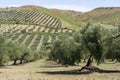 Rural landscape near Lucera, Apulia