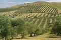 Rural landscape near Lucera, Apulia