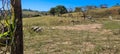 rural landscape of nelore sheep and beef cattle ranch in the countryside Royalty Free Stock Photo