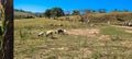 rural landscape of nelore sheep and beef cattle ranch in the countryside Royalty Free Stock Photo