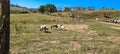 rural landscape of nelore sheep and beef cattle ranch in the countryside Royalty Free Stock Photo