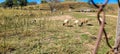 rural landscape of nelore sheep and beef cattle ranch in the countryside Royalty Free Stock Photo