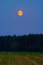 Rural landscape at night with red blood full moon rising over forest and meadow.
