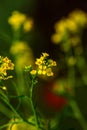 Rural landscape, Oilseed rape, biofuel. Soft focus. Technical crop. Yellow flowering, ripening rapeseed on an agricultural field Royalty Free Stock Photo