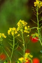 Rural landscape, Oilseed rape, biofuel. Soft focus. Technical crop. Yellow flowering, ripening rapeseed on an agricultural field Royalty Free Stock Photo