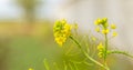 Rural landscape, Oilseed rape, biofuel. Soft focus. Technical crop. Yellow flowering, ripening rapeseed on an agricultural field Royalty Free Stock Photo