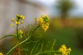 Rural landscape, Oilseed rape, biofuel. Soft focus. Technical crop. Yellow flowering, ripening rapeseed on an agricultural field Royalty Free Stock Photo