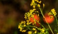 Rural landscape, Oilseed rape, biofuel. Soft focus. Technical crop. Yellow flowering, ripening rapeseed on an agricultural field Royalty Free Stock Photo