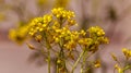 Rural landscape, Oilseed rape, biofuel. Soft focus. Technical crop. Yellow flowering, ripening rapeseed on an agricultural field