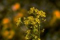 Rural landscape, Oilseed rape, biofuel. Soft focus. Technical crop. Yellow flowering, ripening rapeseed on an agricultural field Royalty Free Stock Photo