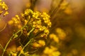 Rural landscape, Oilseed rape, biofuel. Soft focus. Technical crop. Yellow flowering, ripening rapeseed on an agricultural field Royalty Free Stock Photo