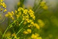 Rural landscape, Oilseed rape, biofuel. Soft focus. Technical crop. Yellow flowering, ripening rapeseed on an agricultural field