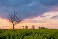 Rural landscape, oilseed field, bale of haystacks and sunse Royalty Free Stock Photo