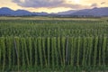 Rural landscape with orgnic hop fields. Royalty Free Stock Photo