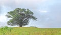 Rural landscape of the Pampa biome dominated by a fig tree Ficus organensis Royalty Free Stock Photo