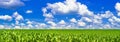 Rural landscape, panorama, banner - field of young corn on sunny hot summer day Royalty Free Stock Photo
