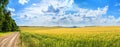 Rural landscape, panorama, banner - field of young wheat and country road Royalty Free Stock Photo