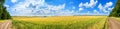 Rural landscape, panorama, banner - field of young wheat and country road Royalty Free Stock Photo