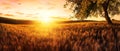 Sunset on a gold wheat field Royalty Free Stock Photo