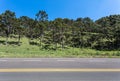 Rural landscape with paved road and green hill with araucaria  pine trees in Brazil Royalty Free Stock Photo