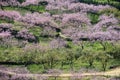 Rural landscape,Peach Blossom in moutainous area in shaoguan district Royalty Free Stock Photo