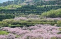 Rural landscape,Peach Blossom in moutainous area in shaoguan district Royalty Free Stock Photo