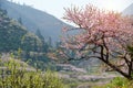 Rural landscape,Peach Blossom in moutainous area in shaoguan district Royalty Free Stock Photo