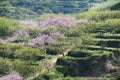 Rural landscape,Peach Blossom in moutainous area in shaoguan district Royalty Free Stock Photo