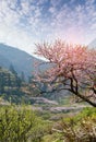 Rural landscape,Peach Blossom in moutainous area in shaoguan district Royalty Free Stock Photo