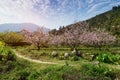 Rural landscape,Peach Blossom in moutainous area in shaoguan district Royalty Free Stock Photo