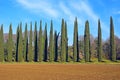 Alley of cypress trees in the vicinity of Rome, Italy