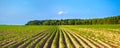 Rural landscape with a potato field Royalty Free Stock Photo