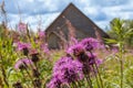 Rural landscape, purple thistle flowers Royalty Free Stock Photo