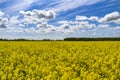 Rural landscape, rape field on a background of blue sky Royalty Free Stock Photo
