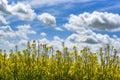 Rural landscape, rape field on a background of blue sky Royalty Free Stock Photo