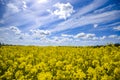 Rural landscape, rape field on a background of blue sky Royalty Free Stock Photo