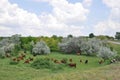 Rural landscape with red cows grazing Royalty Free Stock Photo