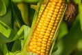 Rural landscape - ripe corn cob on the field in sunny hot summer day Royalty Free Stock Photo