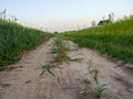 Rural landscape. A rural road passing through a field. Green fields of wheat. Pastures Royalty Free Stock Photo