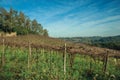 Leafless grapevines on vineyard and skyline Royalty Free Stock Photo