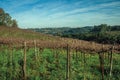 Leafless grapevines on vineyard and skyline Royalty Free Stock Photo